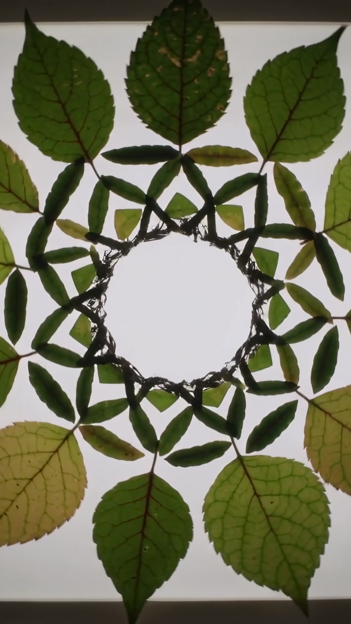 Vertical video: Starting sequence showing oval leaves and stems forming layered mandala on lightbox