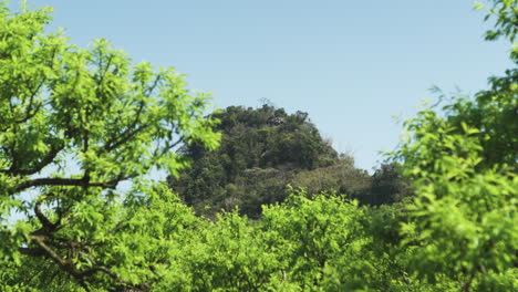 general frame clip of early fruit development on plum blossom trees, with blue, sunny sky background and hill. early afternoon. shot on 4k.