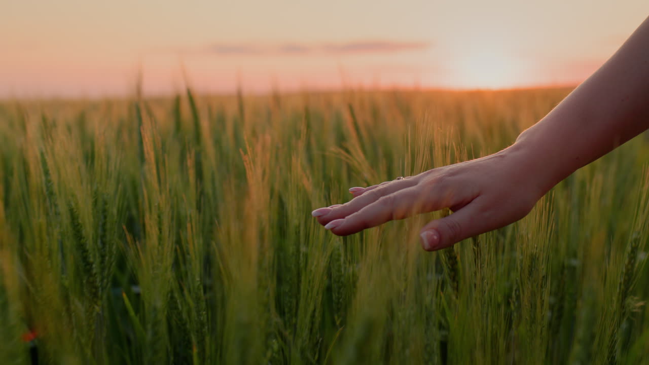 농부의 손이 해가 지면 밀의 귀를 만지고 있습니다. 을 따르십시오.