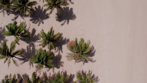 an orange dune buggy weaving through palm trees on the white sand of brazil