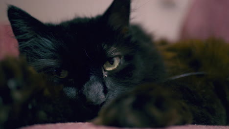 a fluffy black car relaxing in a recliner in slow motion