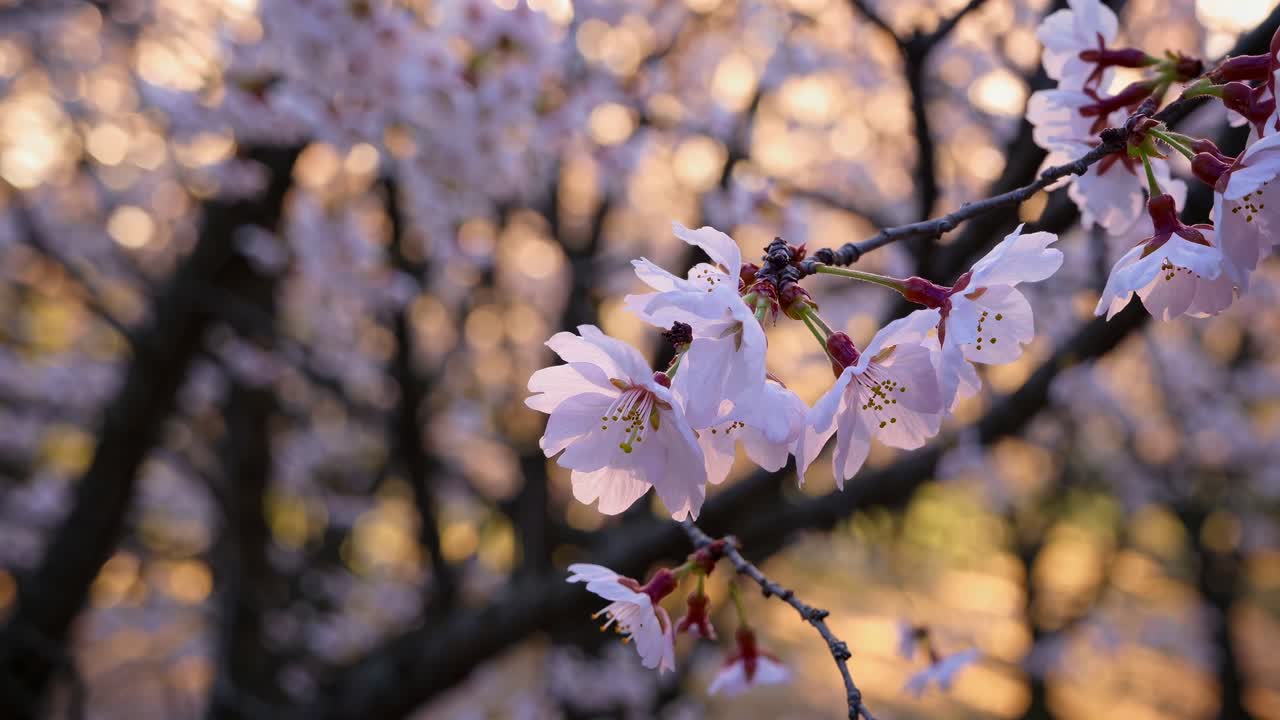 A video still of cherry blossoms from a low-angle view, capturing the delicate pink flowers
