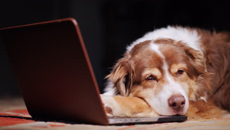 Dog-Looks-At-Laptop-Screen-04