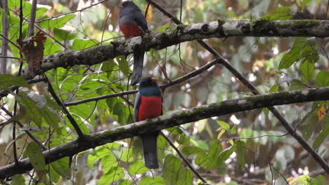 Dos-Trogones-De-Cola-Pizarrosa-Se-Encuentran-En-Panamá-Y-El-Norte-De-Sudamérica