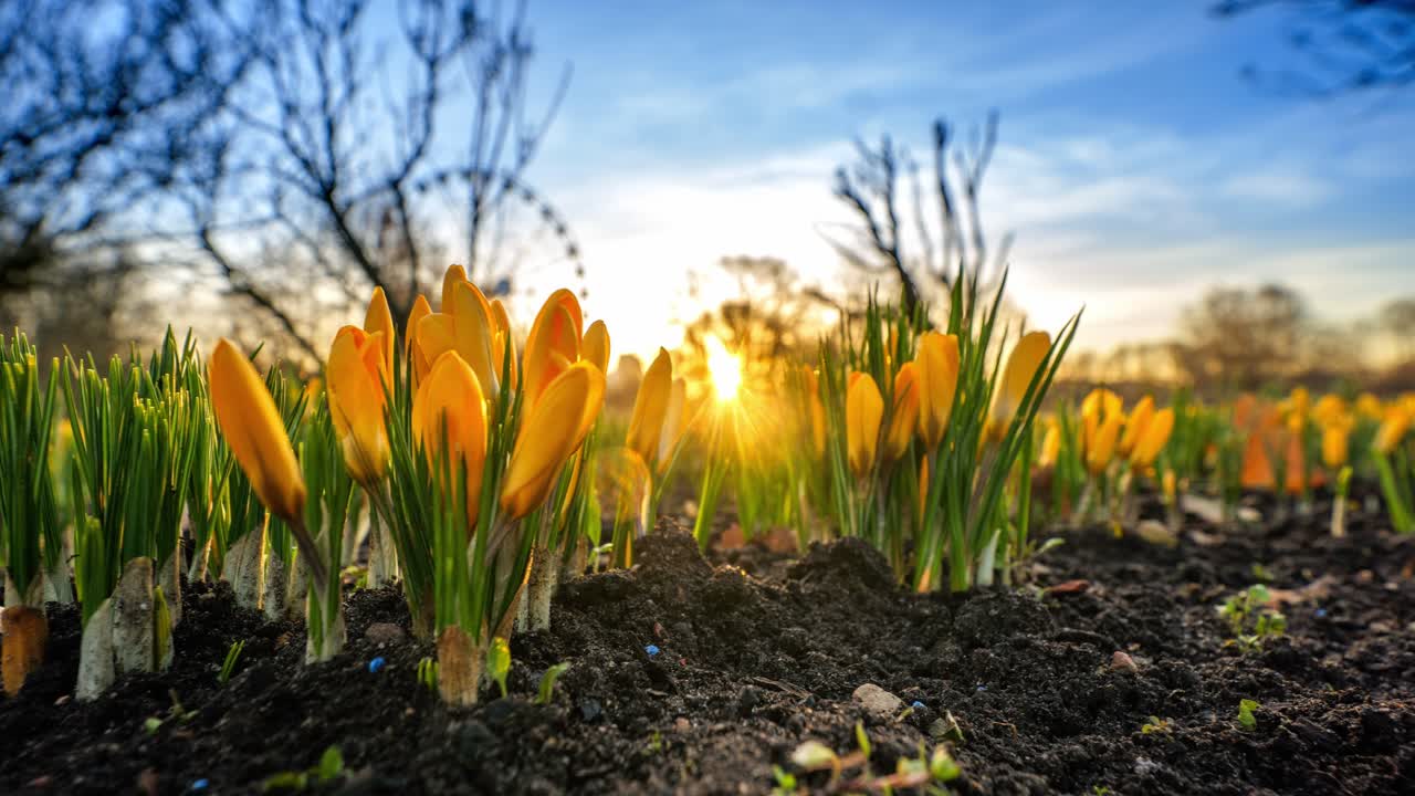 Crocus field in park awakens, rising sun as soft rays highlight vibrant blossoms