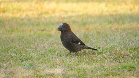 closeup of thick-billed weaver crushing seeds in its beak on a grassy field, south africa