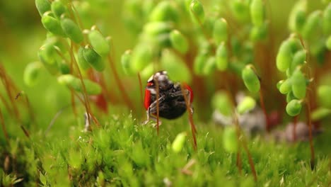 Close-up-wildlife-of-a-ladybug-in-the-green-grass-in-the-forest