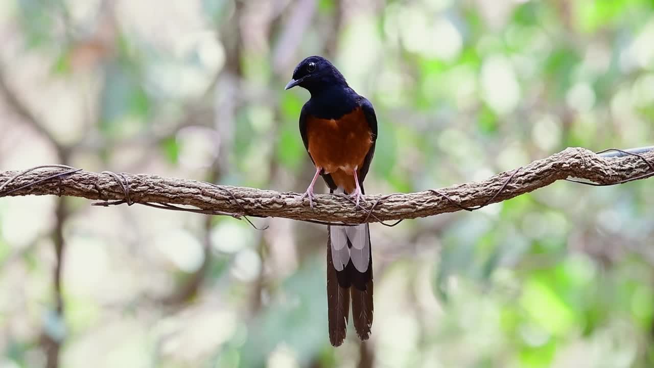 shama de rabadilla blanca encaramado en una vid con fondo bokeo del bosque, copsychus malabaricus, en cámara lenta
