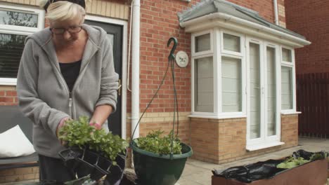 medium shot of female potting plants outdoors during springtime