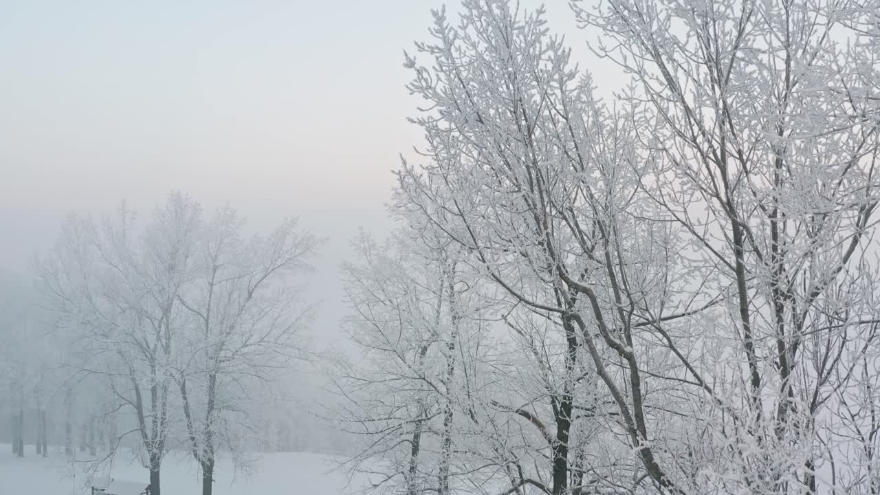Drone shot of frozen tree alley covered with fresh snow during sunrise