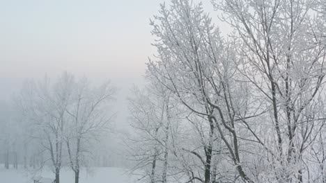 drone shot of frozen tree alley covered with fresh snow during sunrise