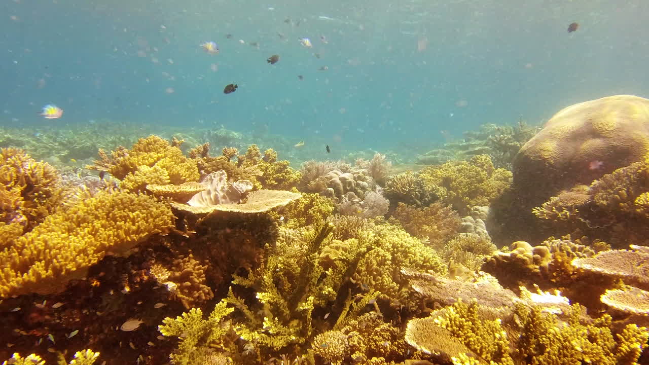 vamos al océano a hacer nuevos amigos.