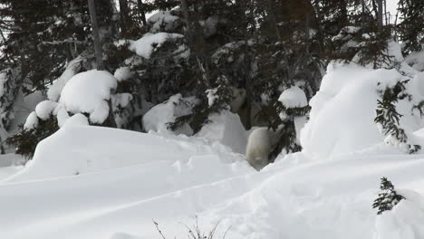 Polar-Bear-mother-with-three-months-old-cubs-playing-between-trees,-on-Tundra