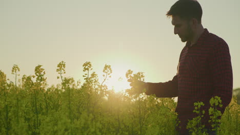 golden rapeseed field with farmer at sunset