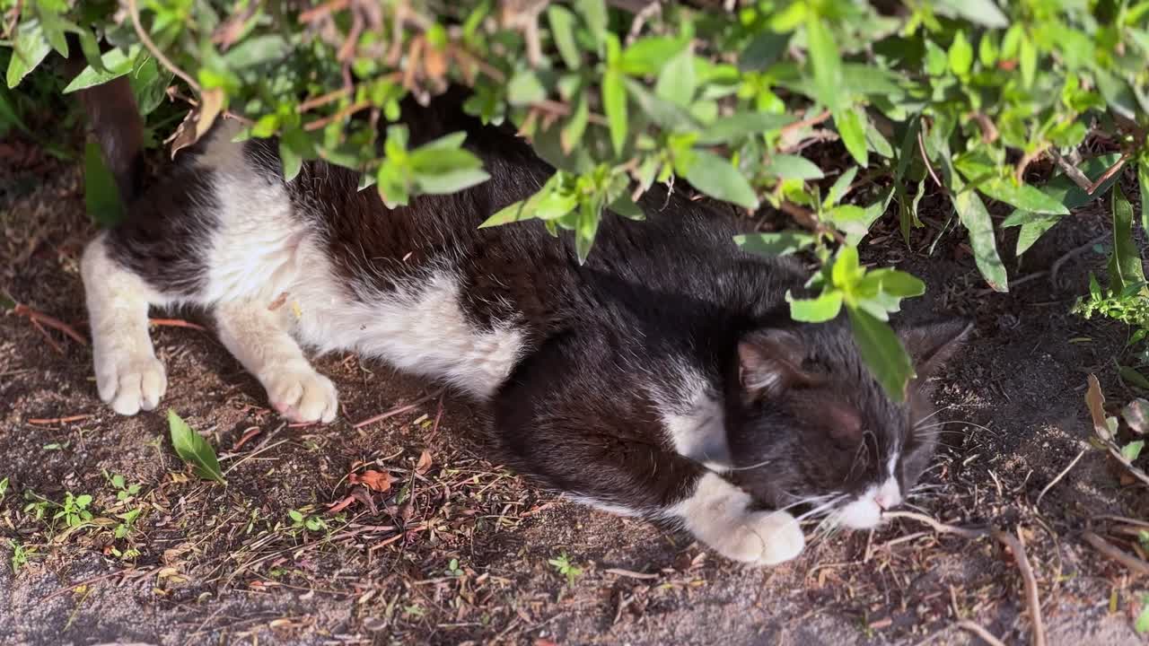 Cute tuxedo cat sleeping under the shade of a bush, bathed in soft sunlight. Perfect for pet, nature, or relaxation stock categories.