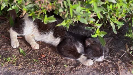 cute tuxedo cat sleeping under the shade of a bush, bathed in soft sunlight. perfect for pet, nature, or relaxation stock categories.