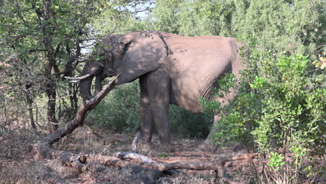 African-elephant---eating-grasses-in-woodland