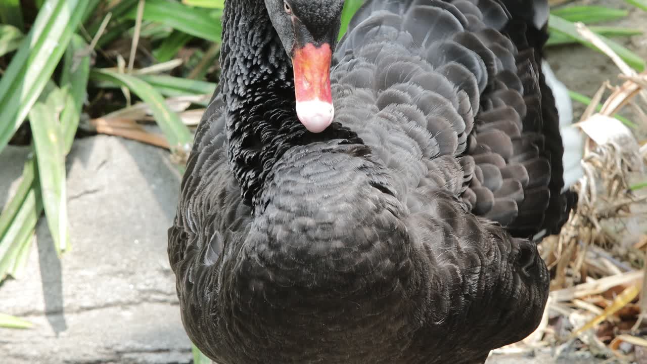 블랙 스완 (black swan)
