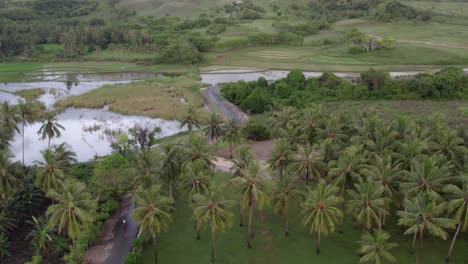 Drone-follow-scooters-on-a-small-road-between-ricefields-and-palm-trees-at-Sumba-island,-aerial