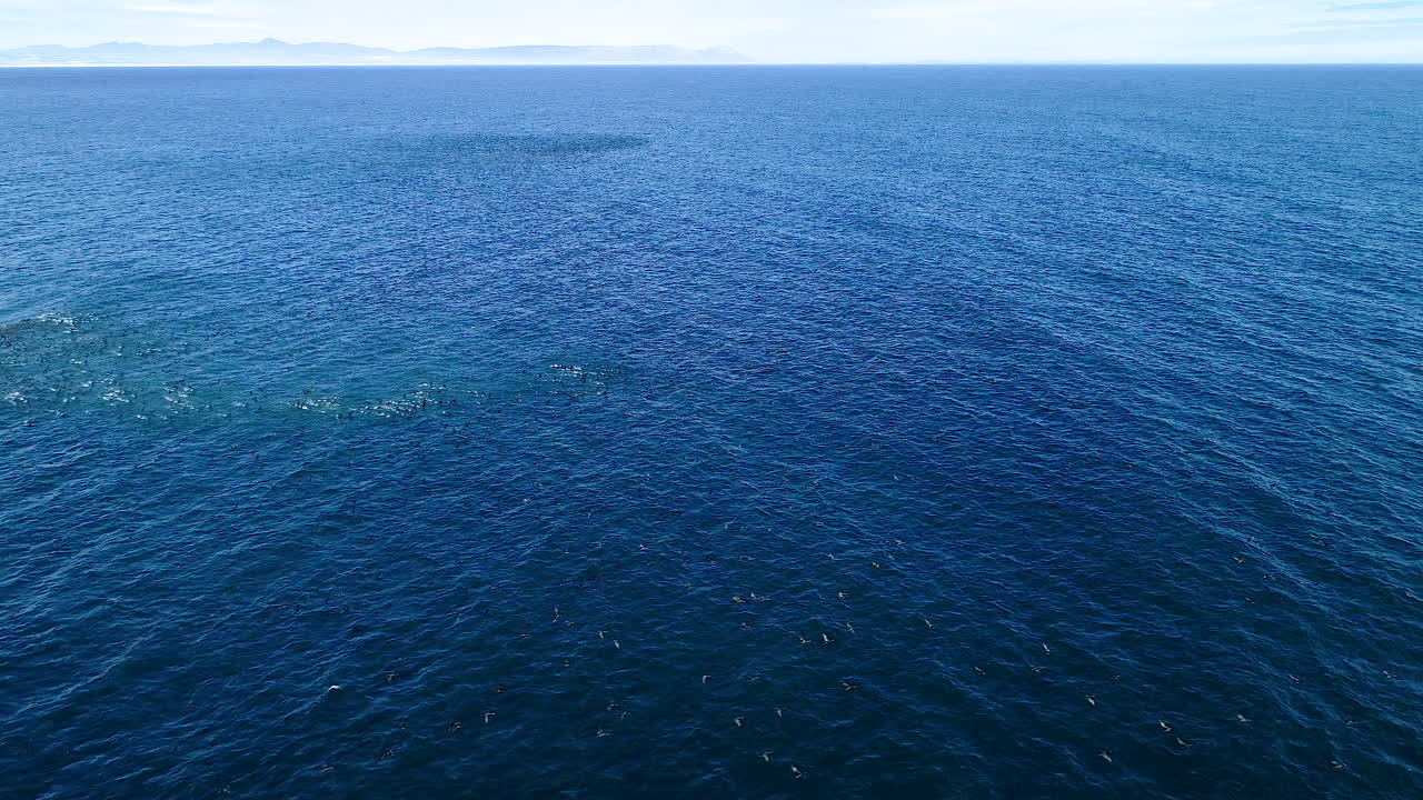 공중 - 넓은 바다에서 이륙하는 거대한 가마우지 무리, 더 높은 시야