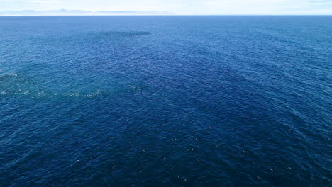 Aerial---Huge-flock-of-cormorants-taking-off-in-open-ocean,-higher-view