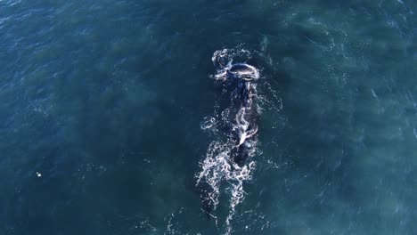 aerial view above mating southern right whales, in península valdes, patagonia, during the mating season - static, drone shot - slow motion - eubalaena australis