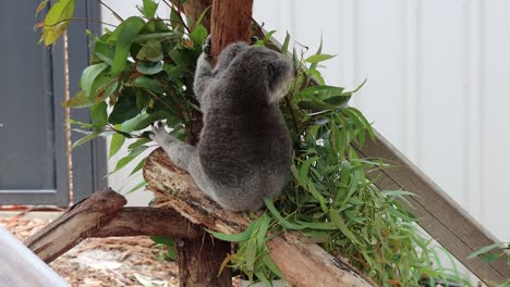 Koala-sitting-on-a-tree,-eating-some-eucalyptus-for-lunch