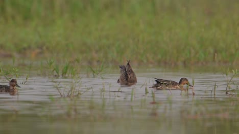 ducks diving in water for fishing