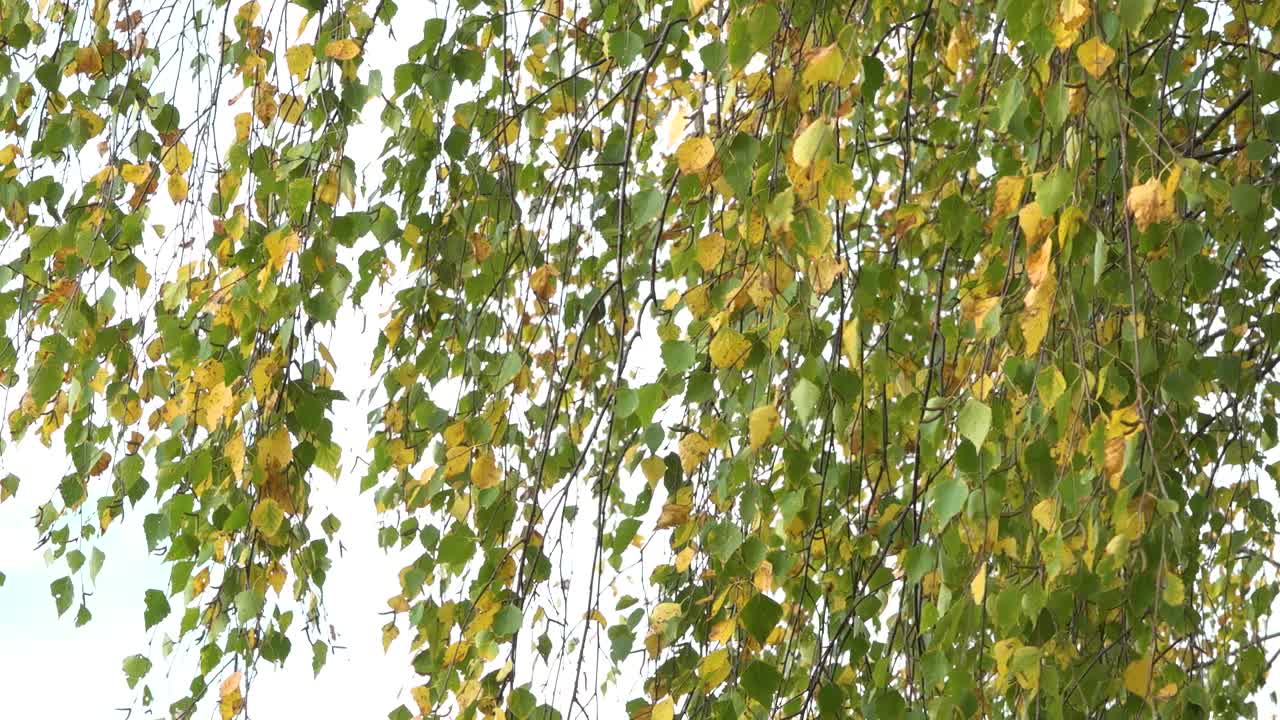 화창한 날씨에 바람에 노란 단풍이 있는 자작나무 잎