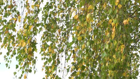 birch leaves with yellow foliage in the wind in sunny weather