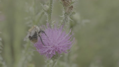 bumblebee on a thistle flower