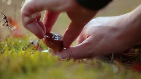 man cuts a mushroom with a knife in the autumn forest.