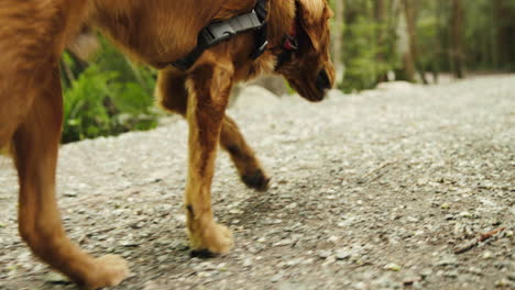 Cachorro-Golden-Retriever-Olfateando-El-Suelo-Mientras-Camina-Por-Un-Sendero-De-Grava