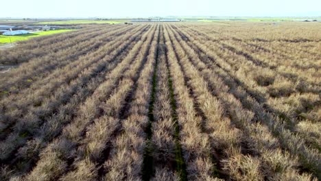 almond-trees-in-winter-aerial-near-modesto-california