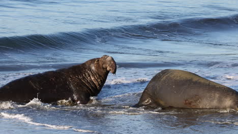 dos grandes elefantes marinos peleando en el mirador de elefantes marinos en la costa de california