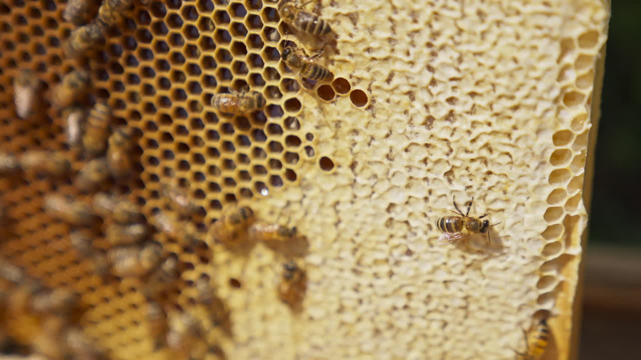 Bees rambling around the frame full of honey. Honey cells sealed and not close up. Apiculture farming.