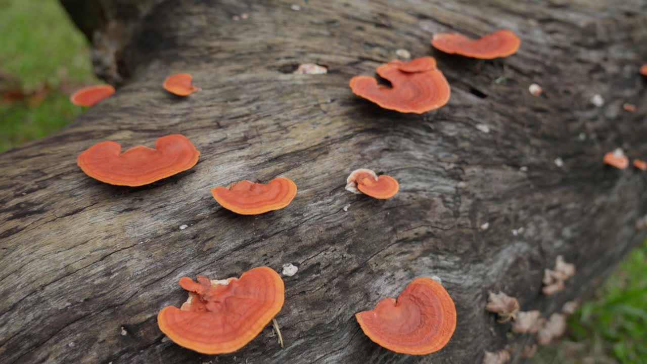 Cinnabar polypore orange mushrooms growing on a tree trunk