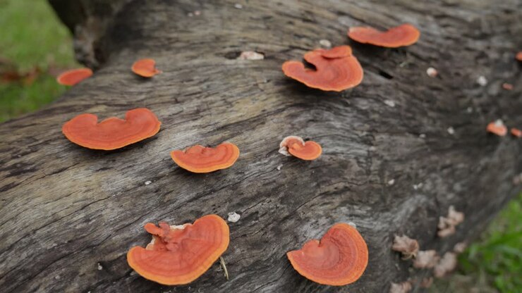 Cinnabar polypore orange mushrooms growing on a tree trunk