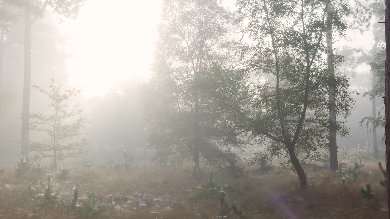 туманный лесный ландшафт