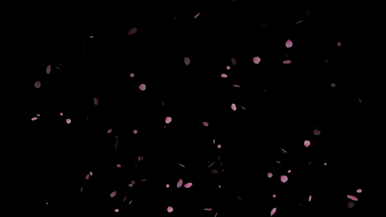 알파 배경에 떨어지는 분홍색 잎자루 입자의 4k 루프, 체리 꽃, 사쿠라 잎자락, 분홍색 장미 꽃자루