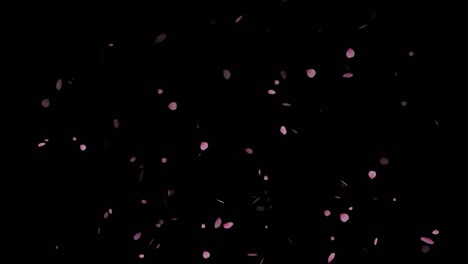 4k loop of pink petals particle falling on alpha background. cherry blossom sakura petals, pink rose petals