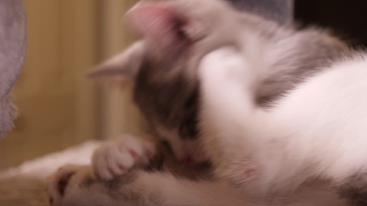 Adorabile gattino a pelo corto argentato che si lecca la zampa