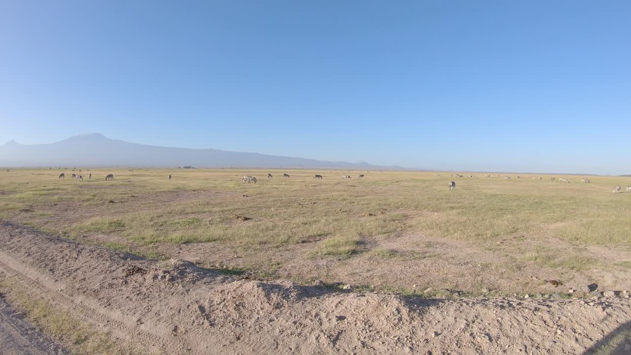 un rebaño de cebras pastando en la sabana en el parque nacional amboseli del monte kilimanjaro, kenia