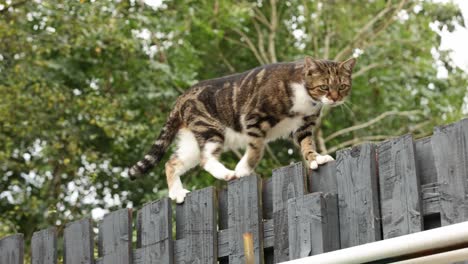 tracking shot of a brown cat walking along the top of a wooden fence