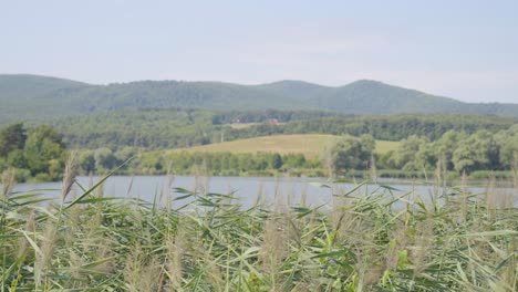 Wild-grass-in-blows-in-breeze,-scenic-fishing-lake-in-background,-Varbo,-Hungary