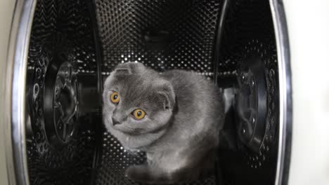 a beautiful gray kitten with yellow eyes is sitting in a washing machine a beautiful gray kitten with yellow eyes is sitting in a washing machine scottish fold kitten video