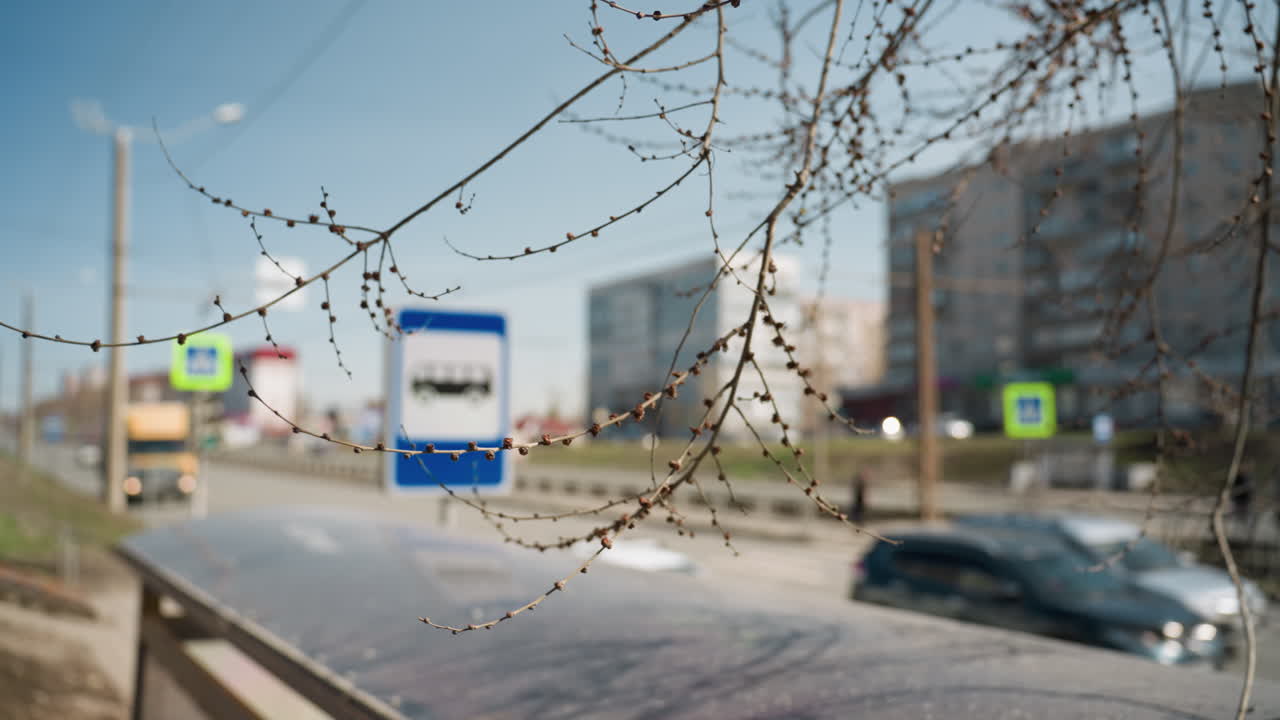 Close view of budding tree branches with a blurred cityscape in the background, featuring bus stop signs and traffic on a sunny day, with cars passing