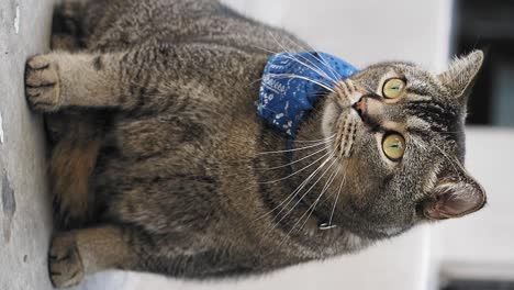a cute tabby cat with green eyes wearing a blue bandana