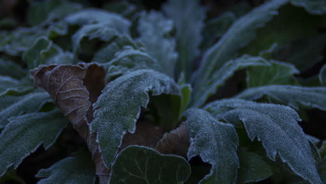 time lapse of weed plant freezing while the sun is setting - zoom in