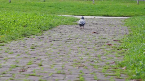 paloma caminando tranquilamente en un parque